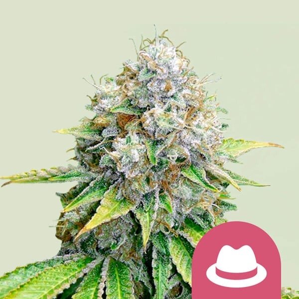 Samen O.G. Kush 3 Stück RQS