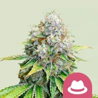 Samen O.G. Kush 3 Stück RQS