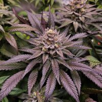 Samen Orange Bud 2.0 3 Stück
