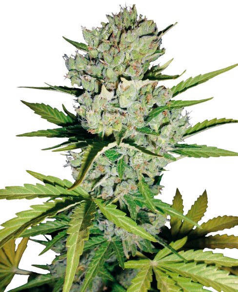 Samen Auto Super Skunk 3 Stück WL