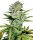 Samen Auto Super Skunk 3 Stück WL