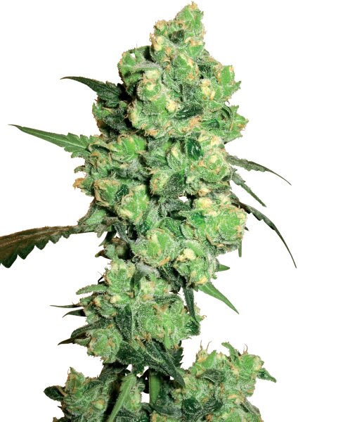 Samen Super Skunk 3 Stück WL