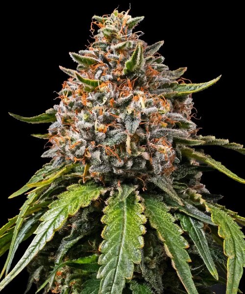 Samen White Widow XXL 3 Stück Barneys Farm