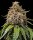 Samen White Widow XXL 3 Stück Barneys Farm